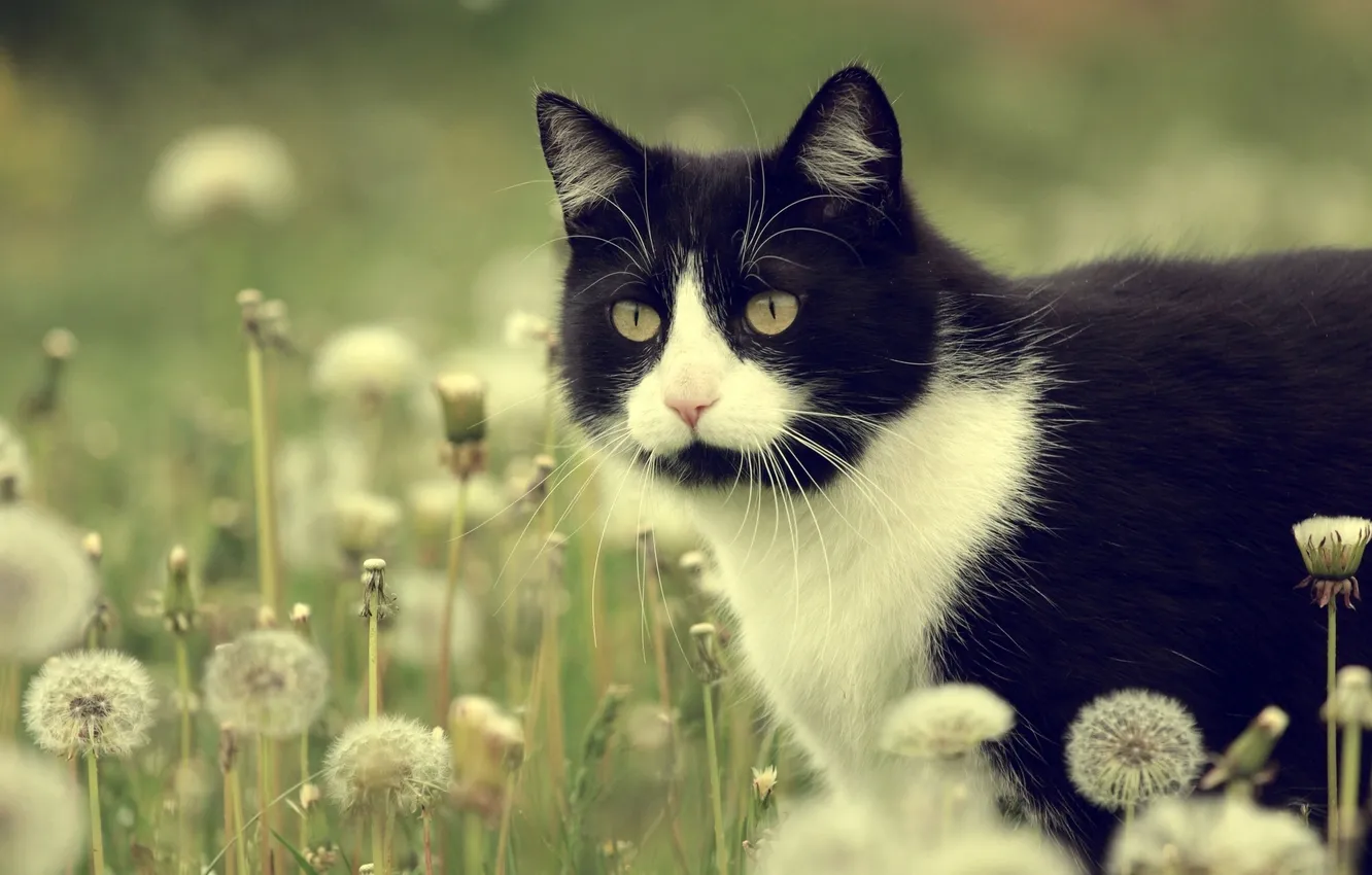 Photo wallpaper flowers, dandelion, meadow, Kote
