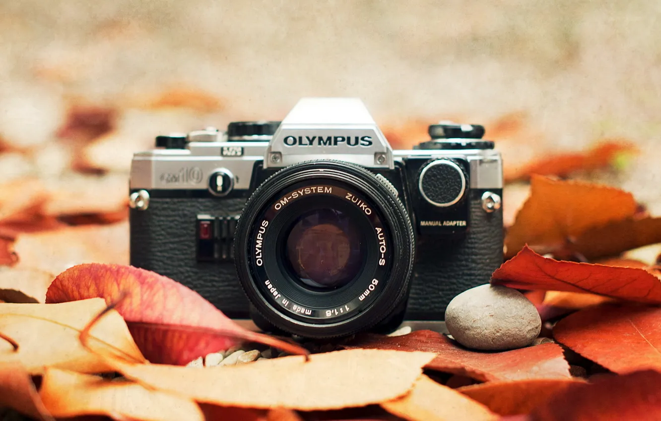 Photo wallpaper macro, the camera, Olympus