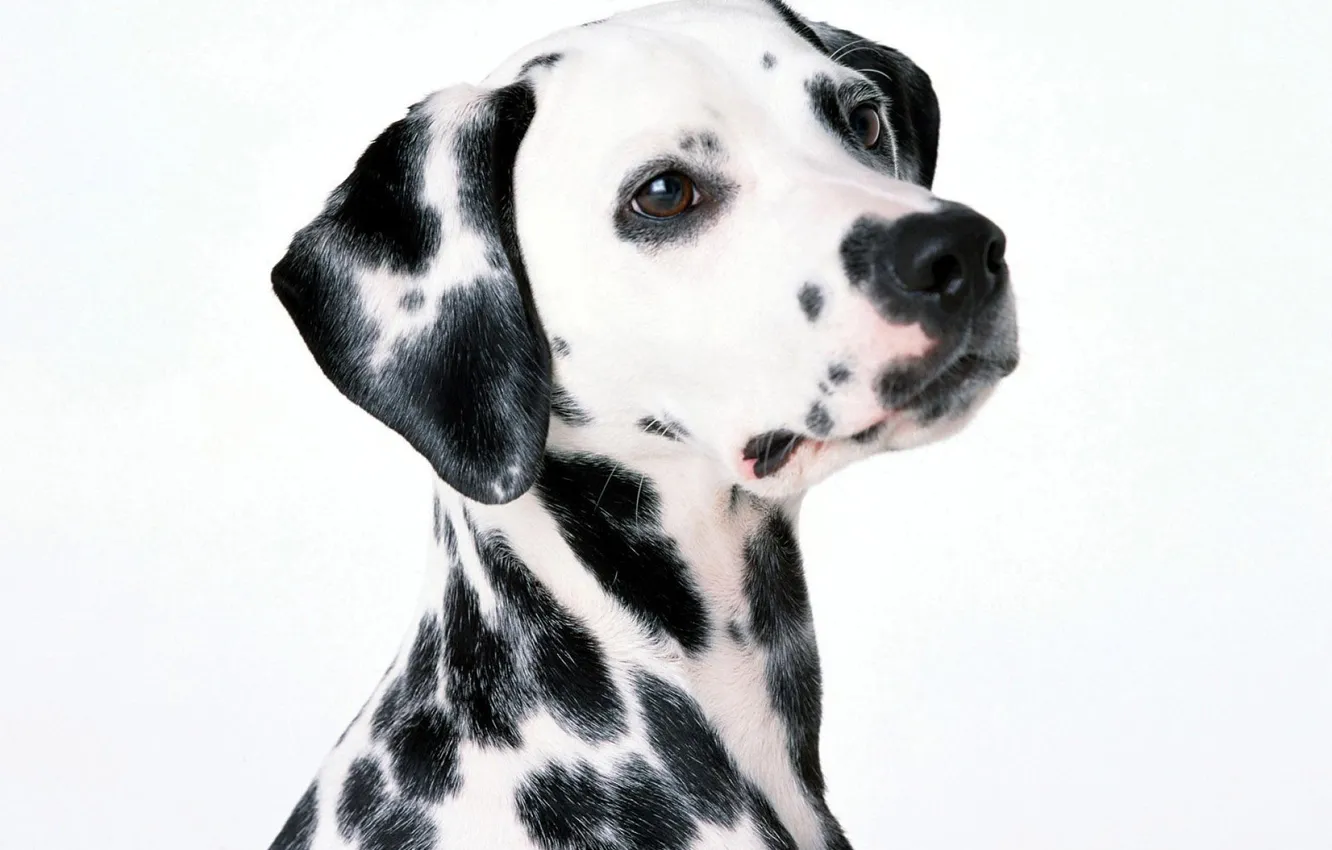 Photo wallpaper white, background, dog, spot, Dalmatians, dalmatinec