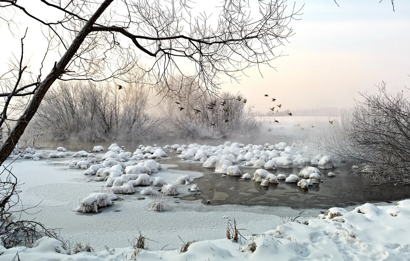 Photo wallpaper winter, landscape, lake, bird