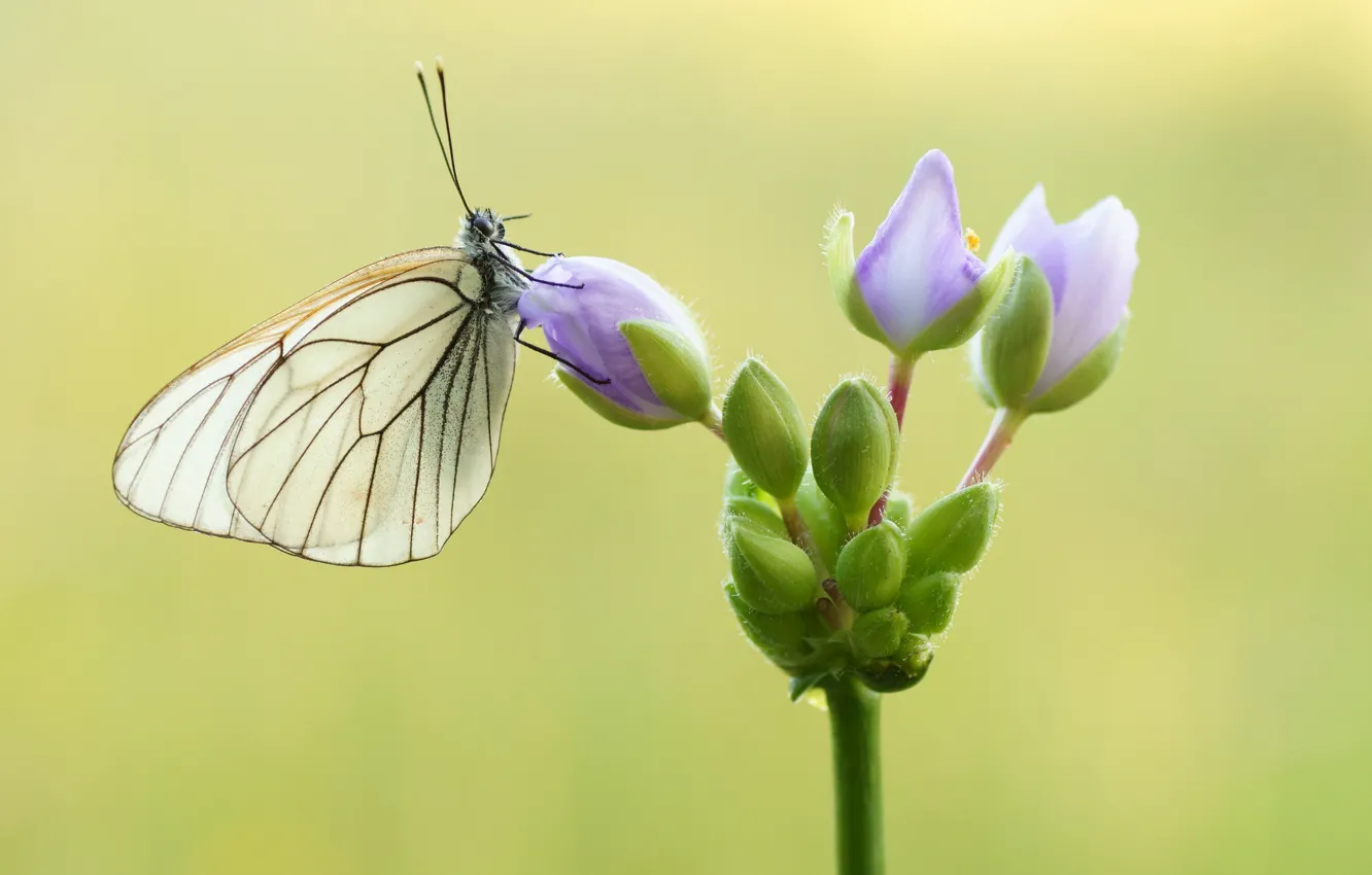 Photo wallpaper flower, butterfly, butterfly