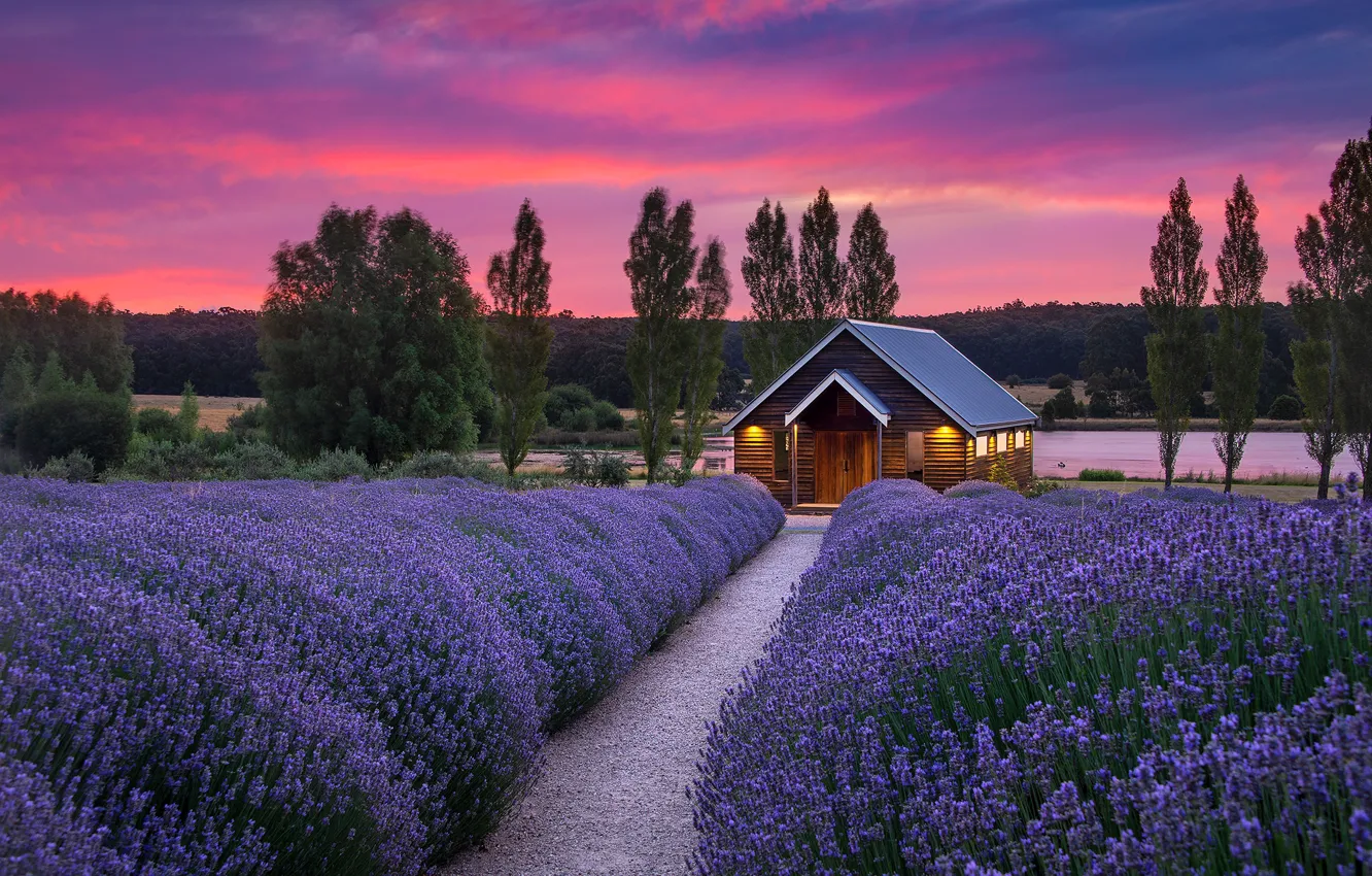 Photo wallpaper flowers, lights, house, the evening, house, lavender, lavender field