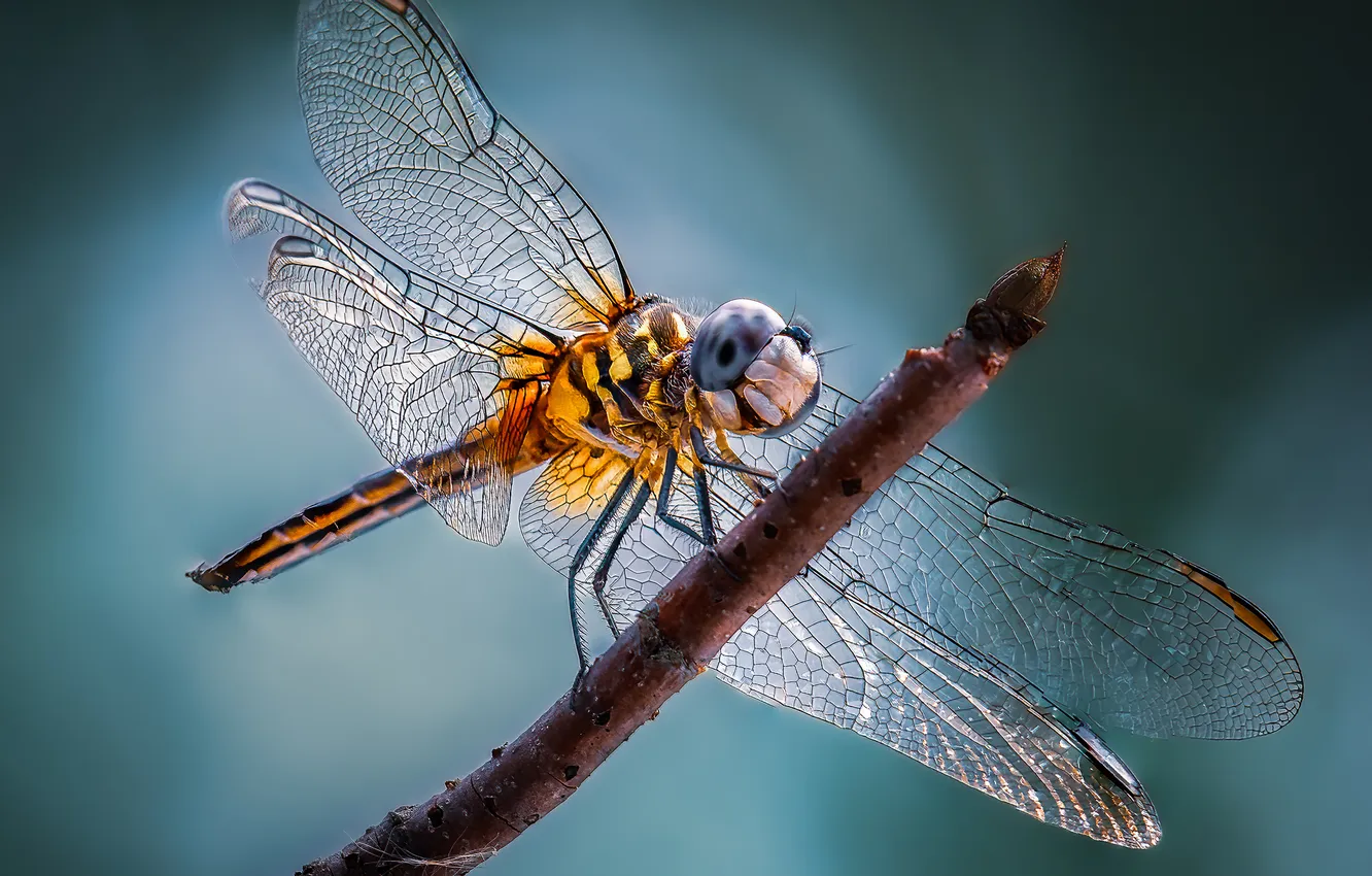 Photo wallpaper flying, wings, dragonfly, insect
