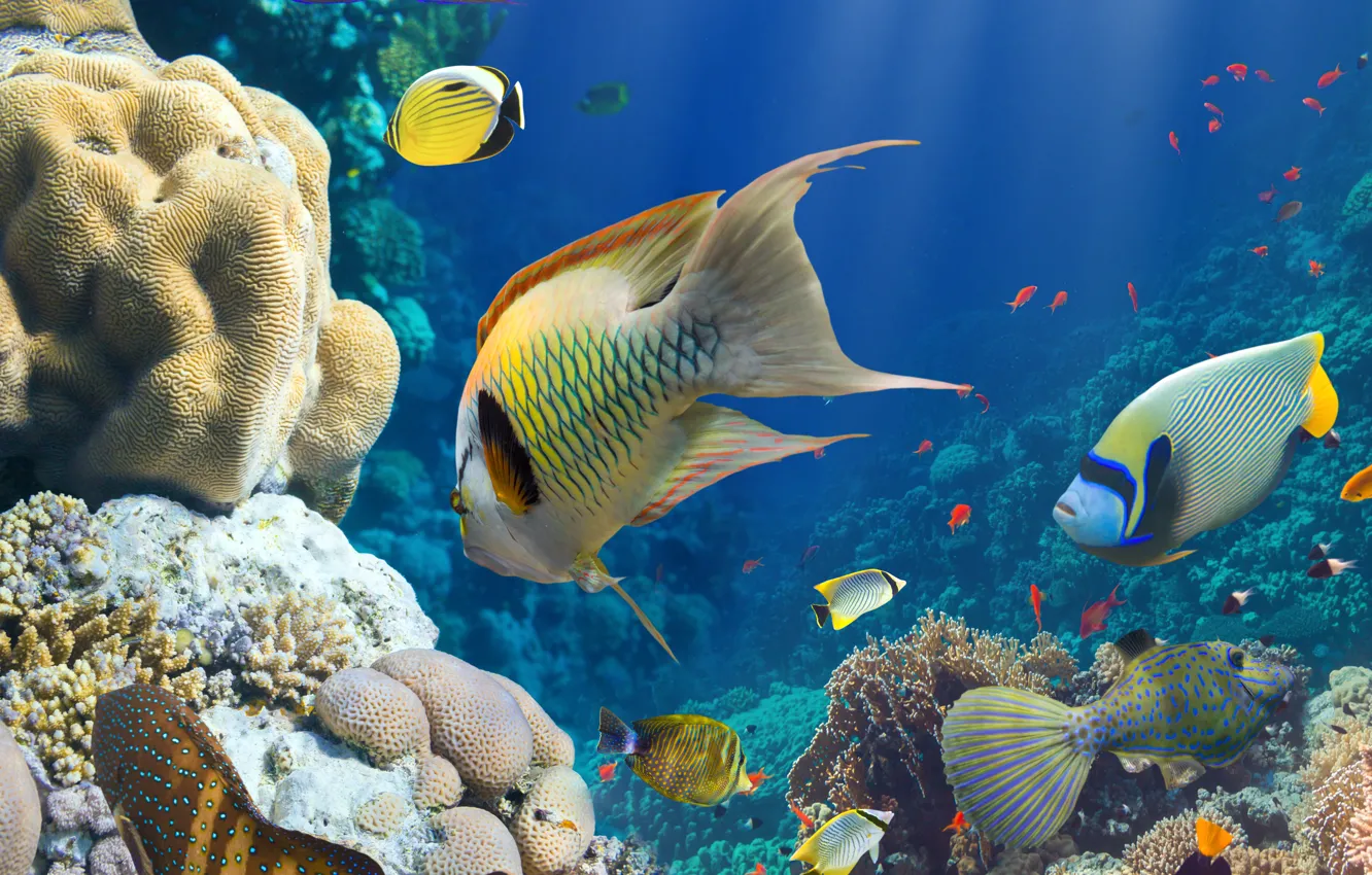 Photo wallpaper sea, the ocean, fish, under water, underwater, sea, ocean, fish