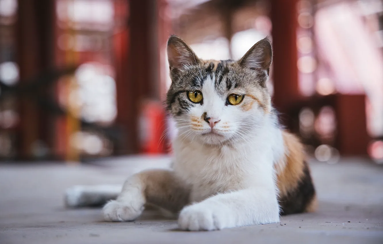 Photo wallpaper cat, cat, look, pose, face