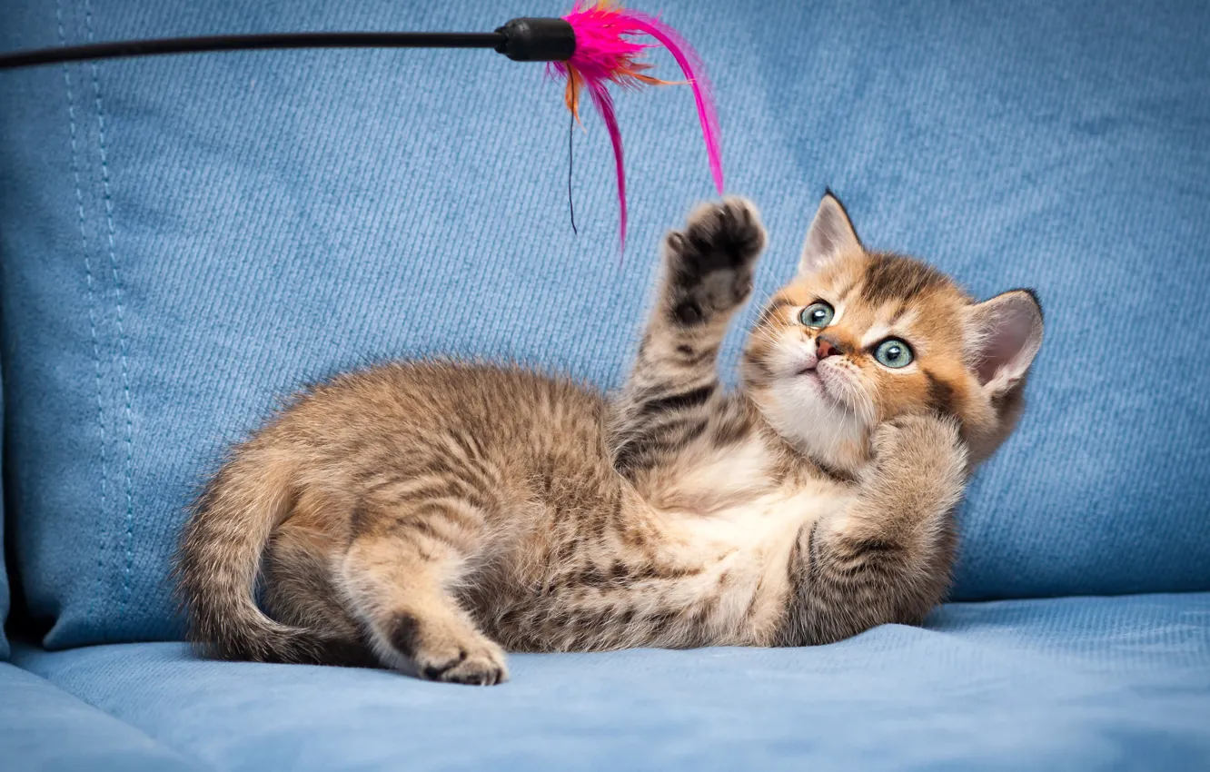 Photo wallpaper cat, kitty, sofa, toy, the game, feathers