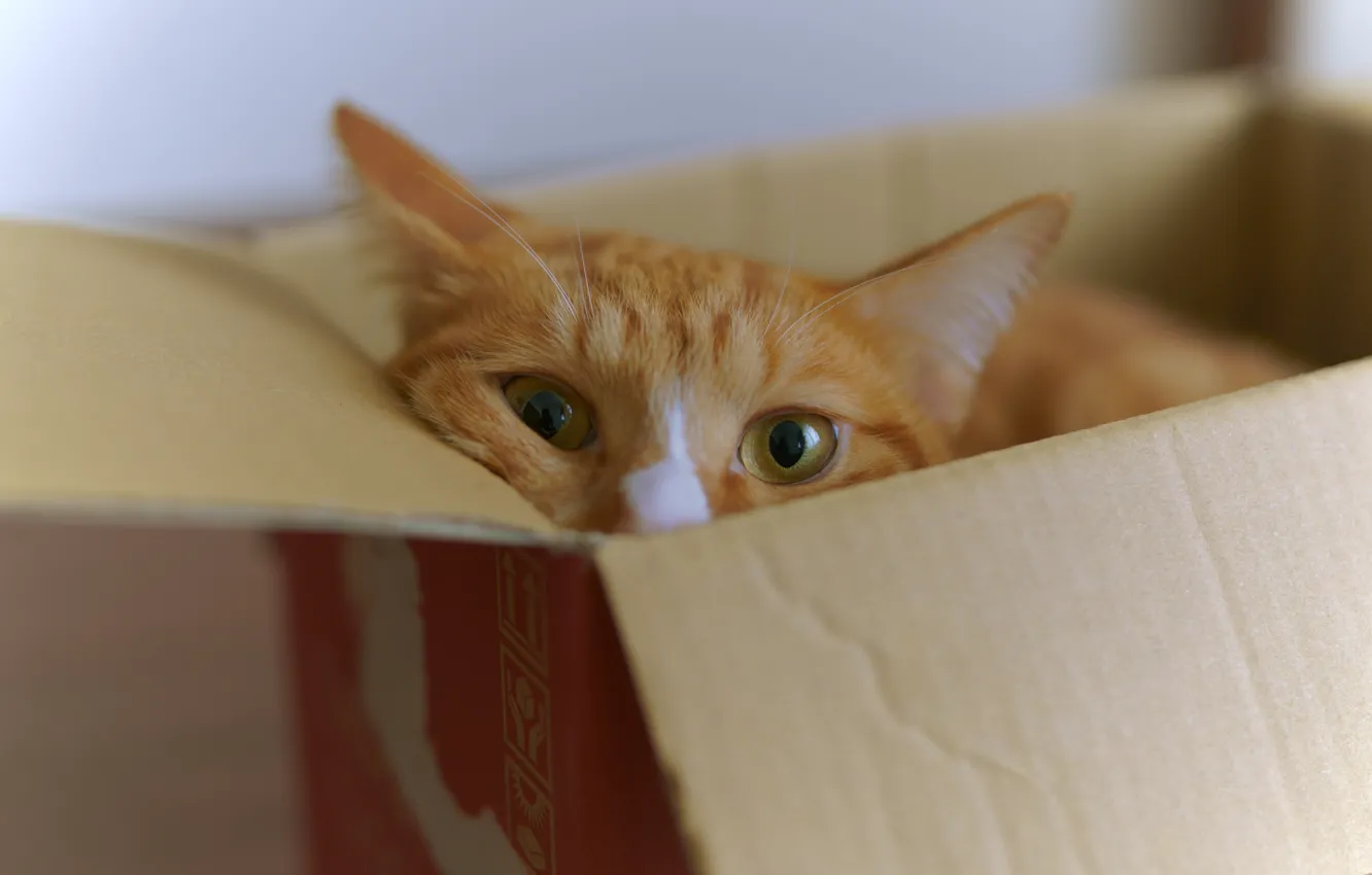 Photo wallpaper cat, cat, look, box, red, face, Peeps