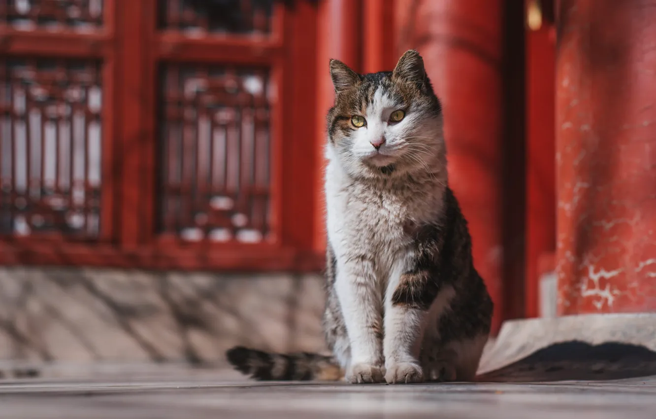 Photo wallpaper cat, cat, look, light, red, pose, background, street
