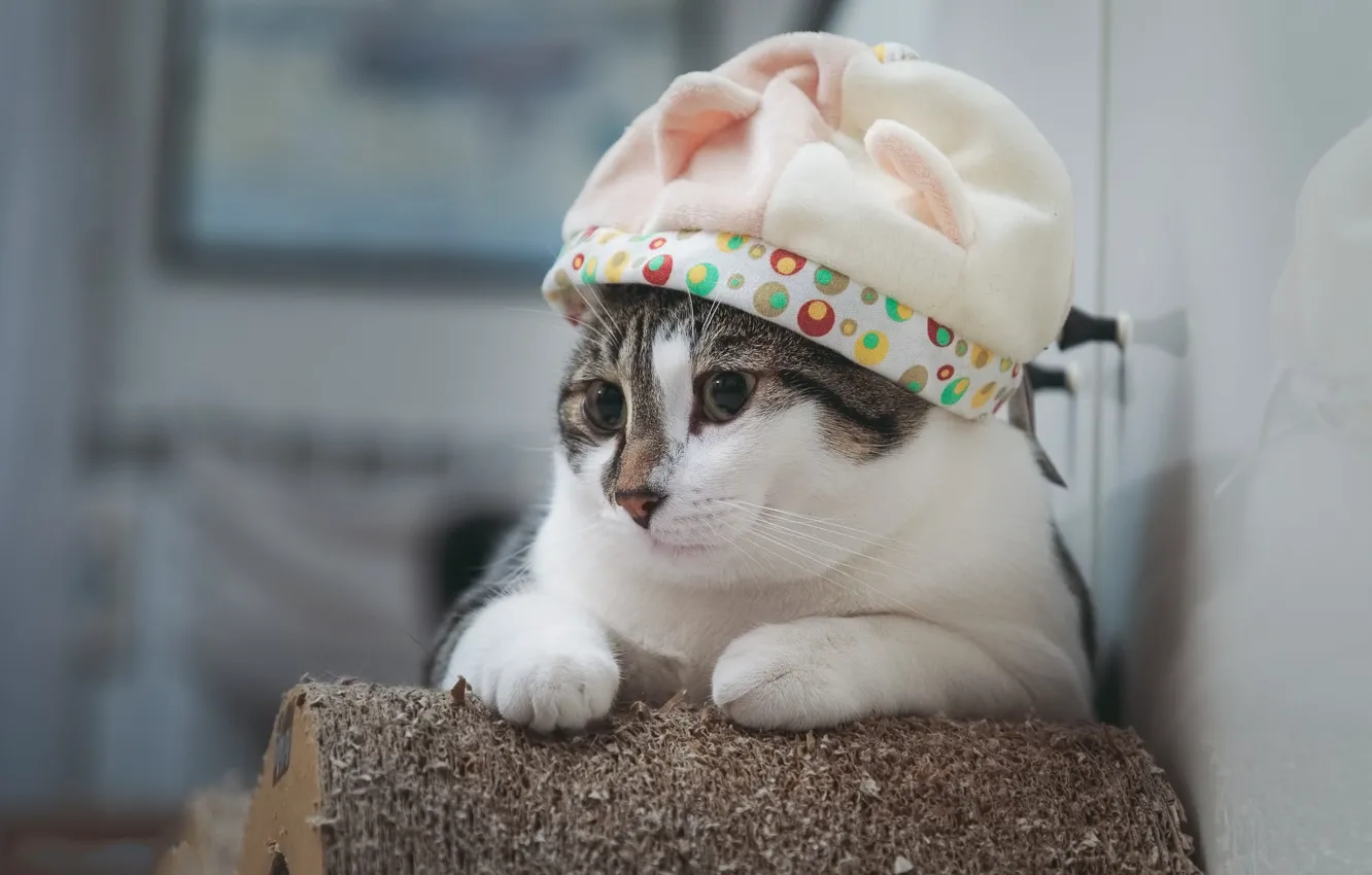 Photo wallpaper cat, hat, cat, cutie