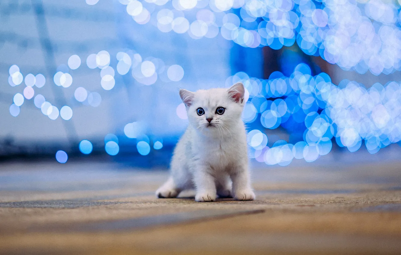 Photo wallpaper cat, white, kitty, baby, kitty, blue background, bokeh