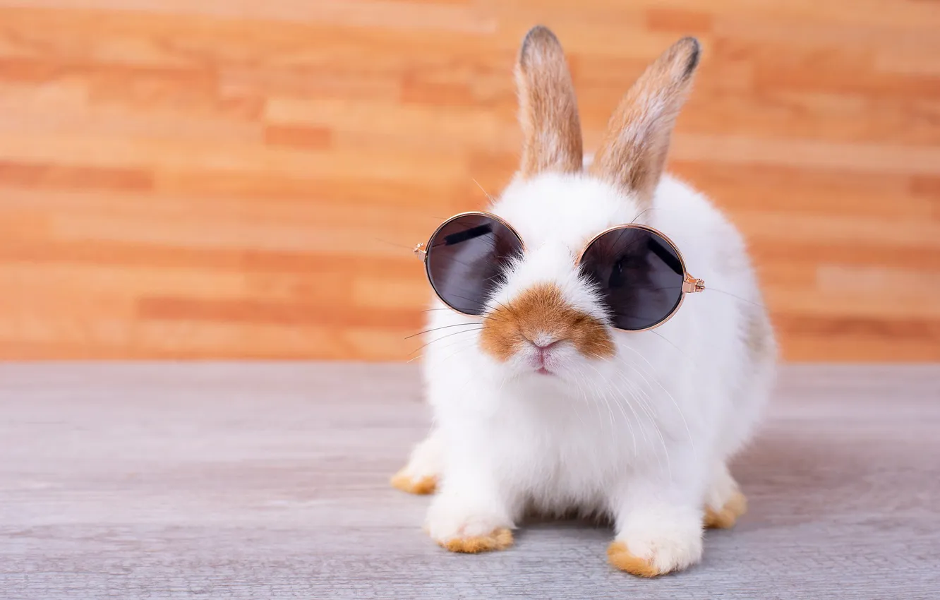 Photo wallpaper white, rabbit, glasses, face, Bunny, sunglasses, with red spots