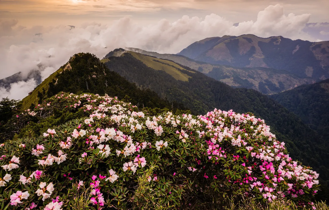 Photo wallpaper forest, leaves, clouds, landscape, flowers, mountains, nature, fog