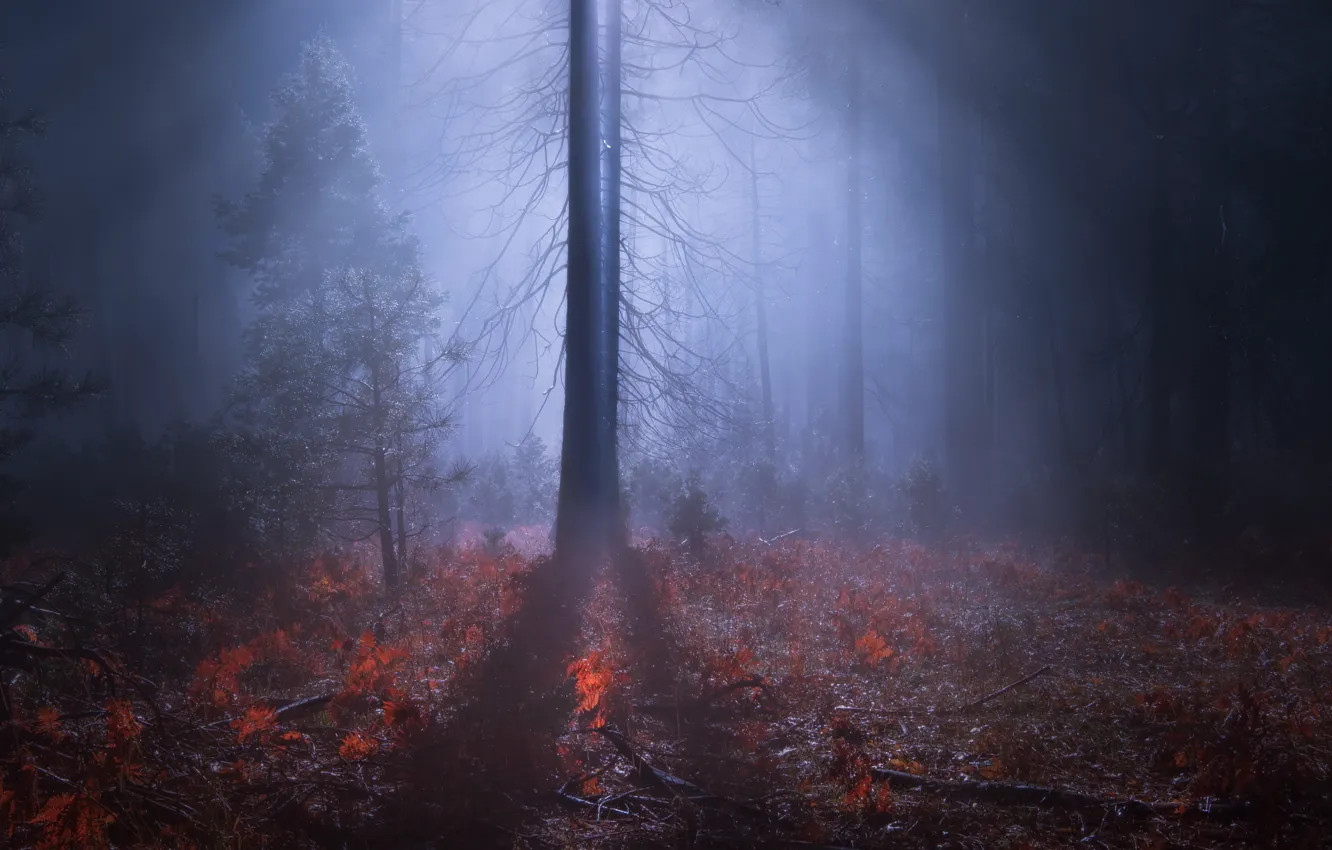 Photo wallpaper forest, night, nature, fog