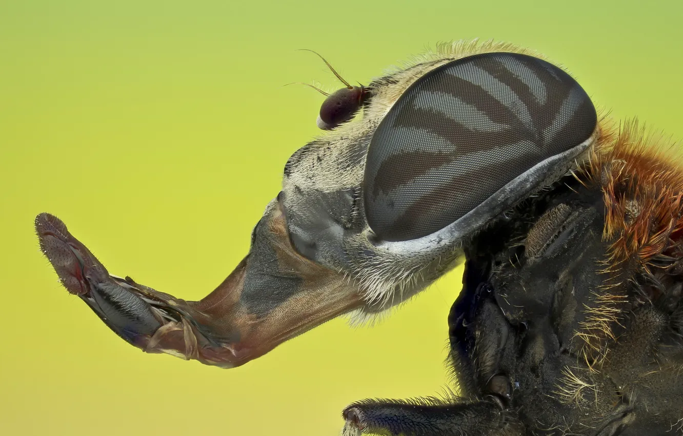 Photo wallpaper macro, background, portrait, insect, proboscis