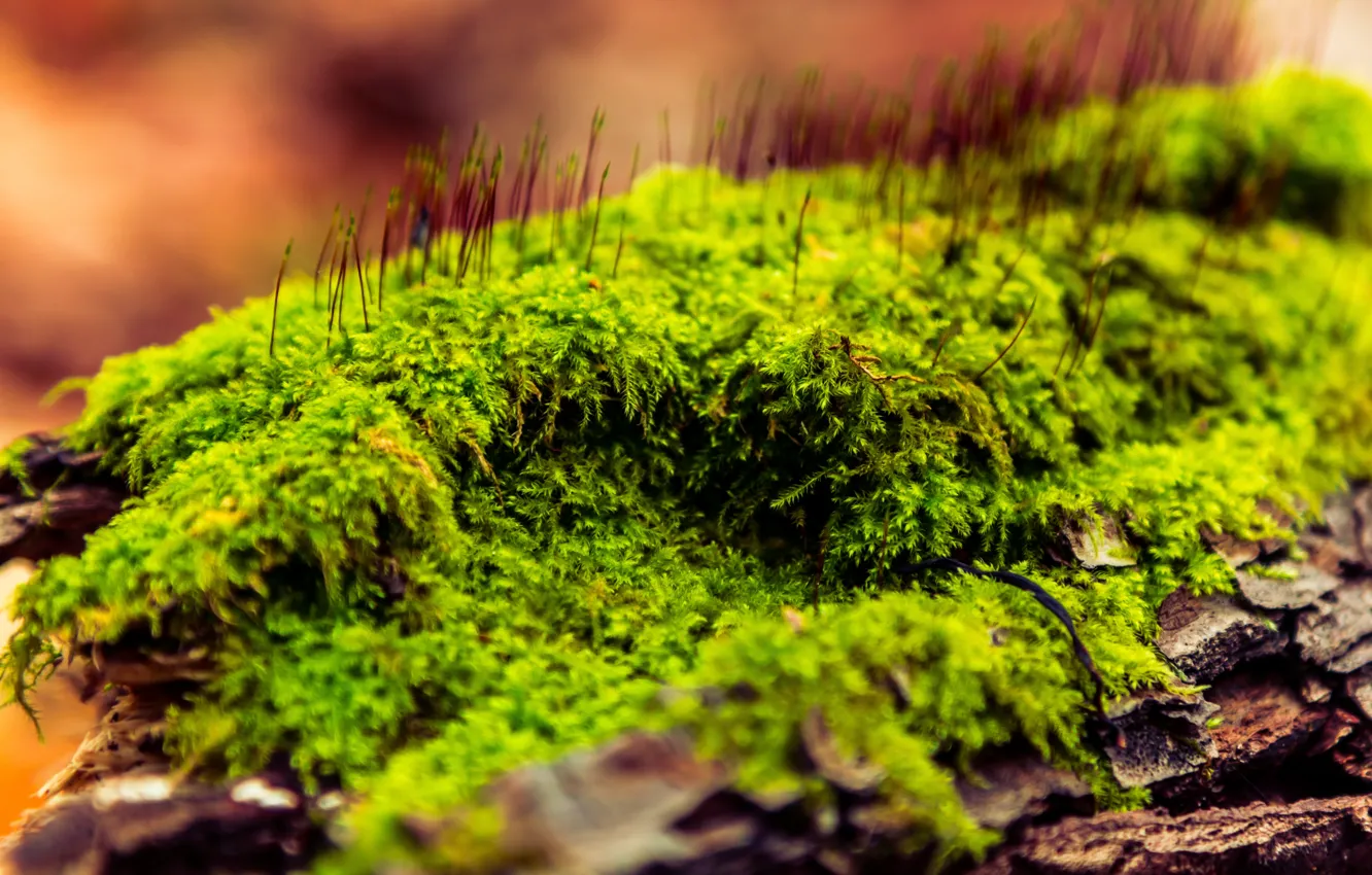 Photo wallpaper grass, macro, nature, moss