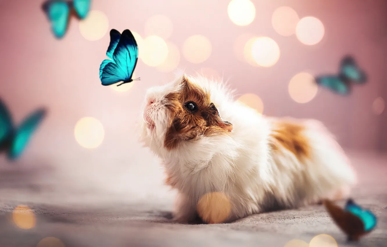 Photo wallpaper butterfly, glare, Guinea pig, rodent