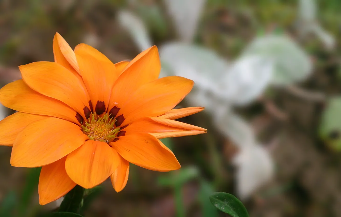 Photo wallpaper flower, orange, petal, blurred