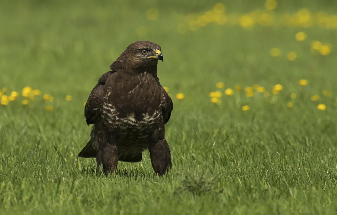 Photo wallpaper bird, eagle, meadow