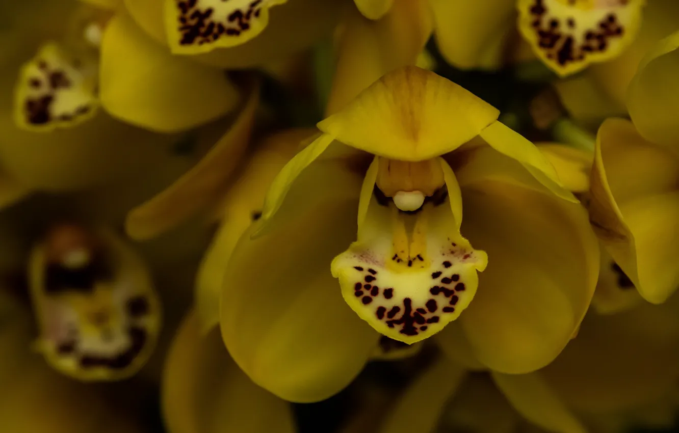 Photo wallpaper macro, orchids, exotic, yellow