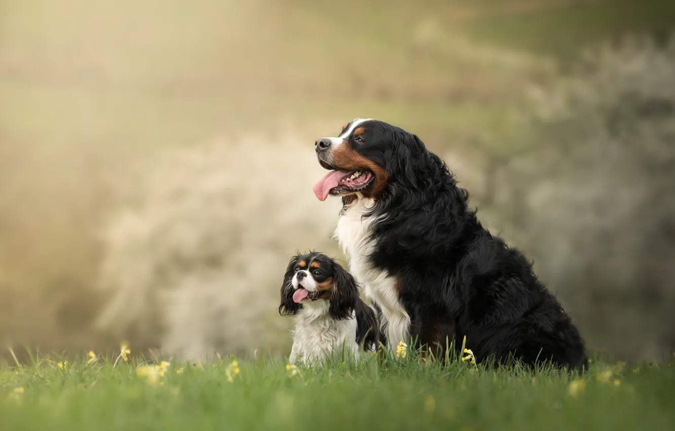 Photo wallpaper nature, background, dog, puppy, mom, Bernese mountain dog