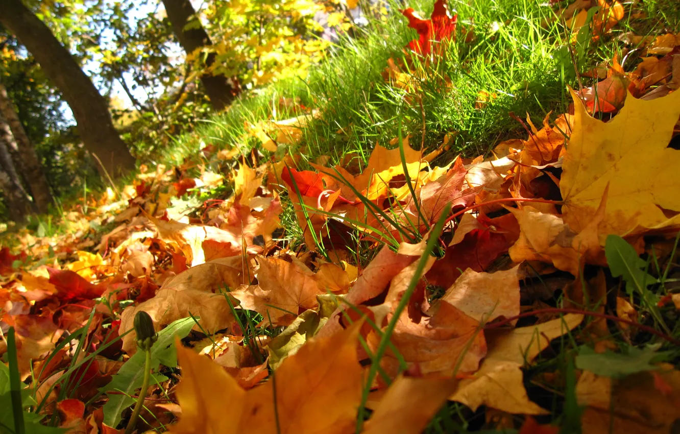 Photo wallpaper autumn, grass, leaves, trees, Nature