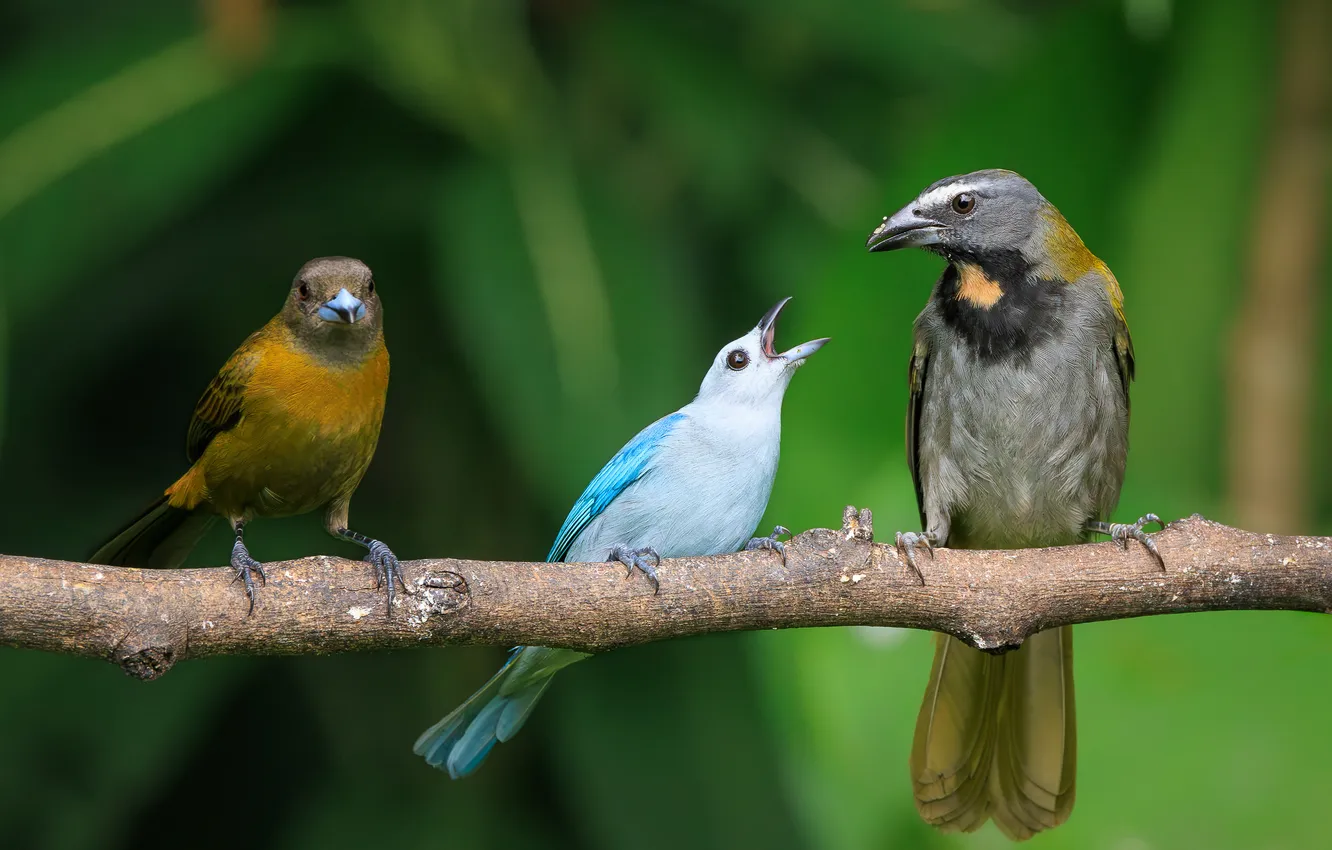 Photo wallpaper branches, bird, trio, different