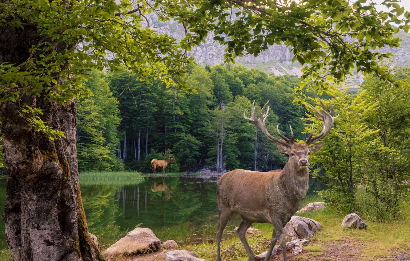 Photo wallpaper greens, forest, summer, look, water, trees, nature, lake