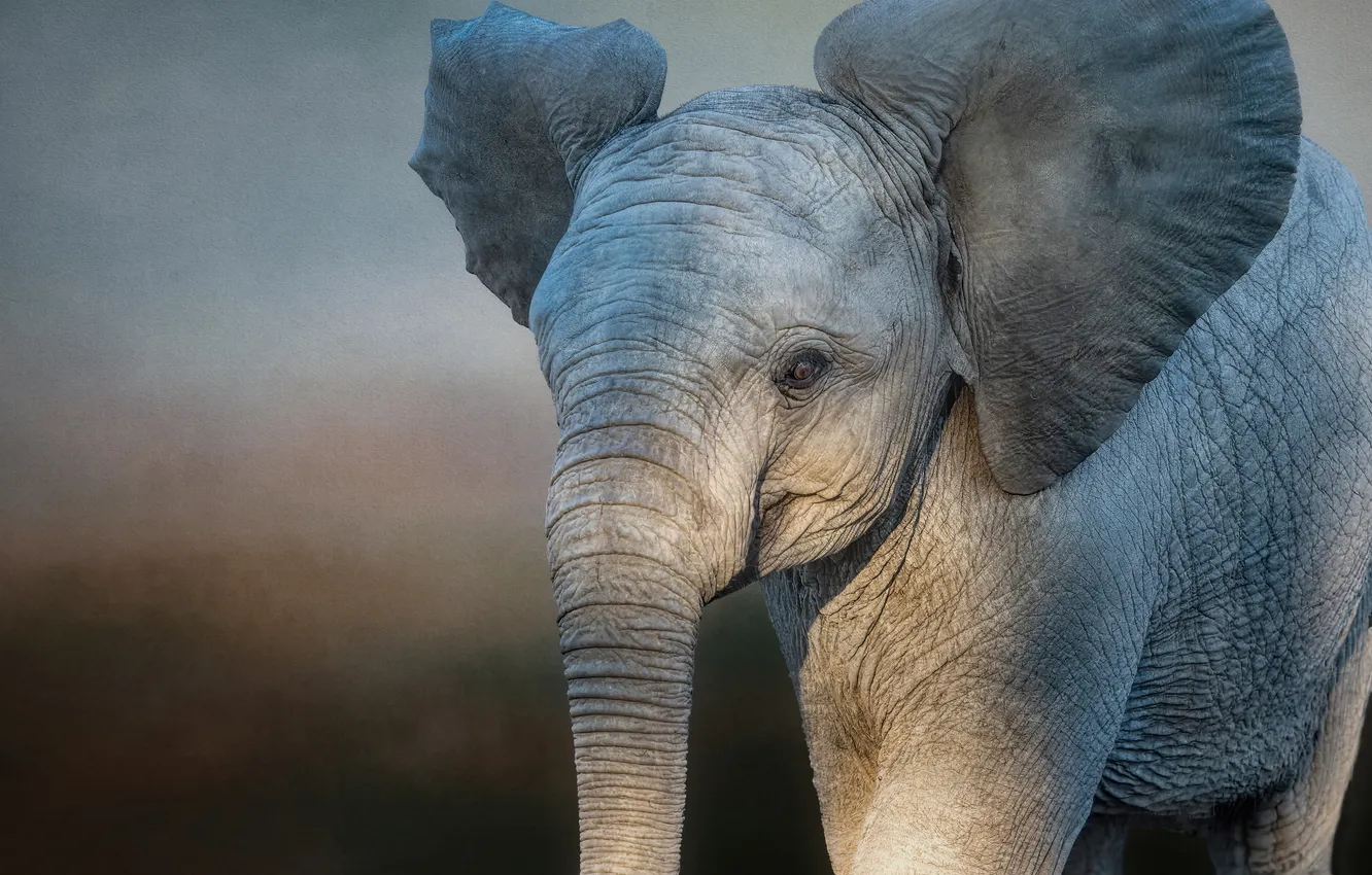 Photo wallpaper look, elephant, portrait, face, ears, trunk, elephant