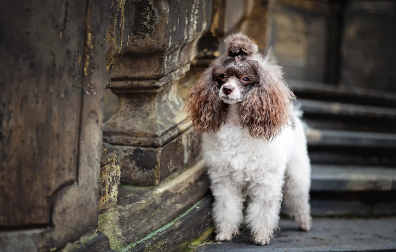 Photo wallpaper dog, poodle, balusters
