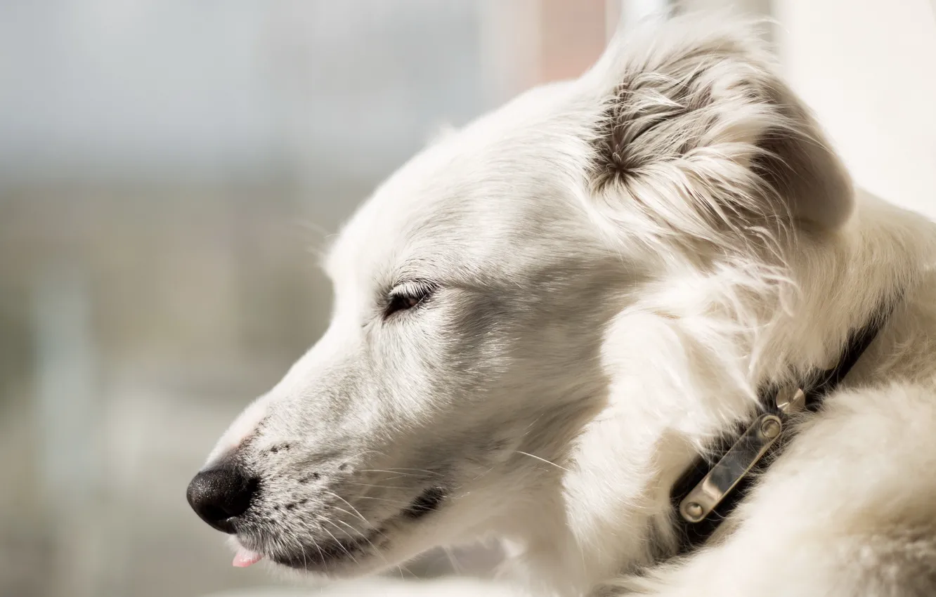 Photo wallpaper look, each, dog