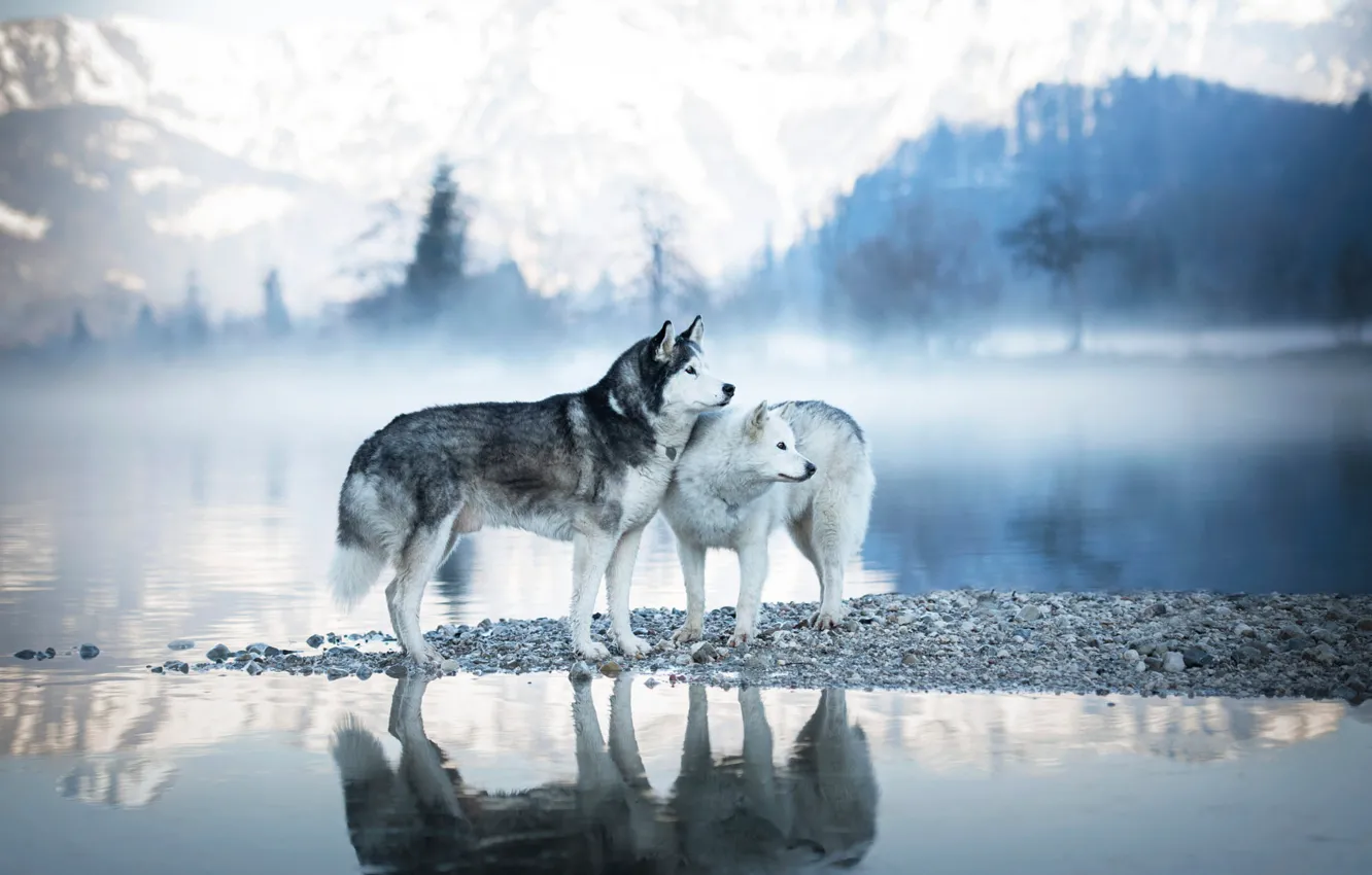 Photo wallpaper winter, forest, dogs, look, mountains, nature, pose, fog