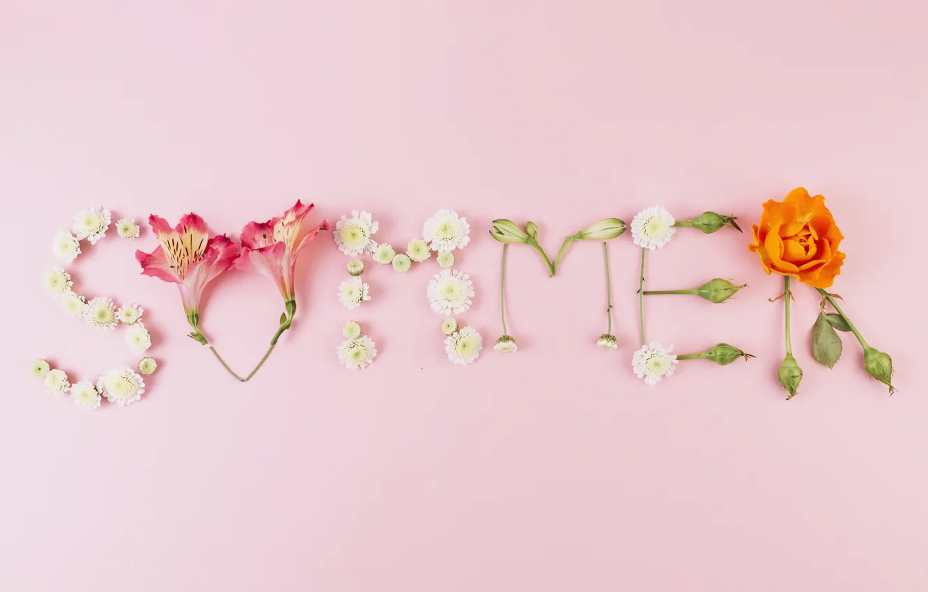 Photo wallpaper summer, flowers, background, pink, summer, pink, flowers, composition