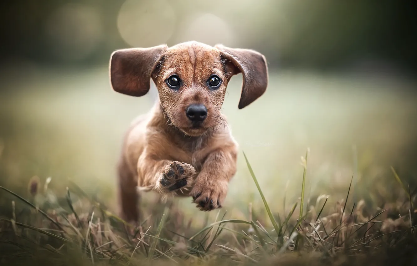 Photo wallpaper look, background, dog, puppy, walk, ears, face, Dachshund