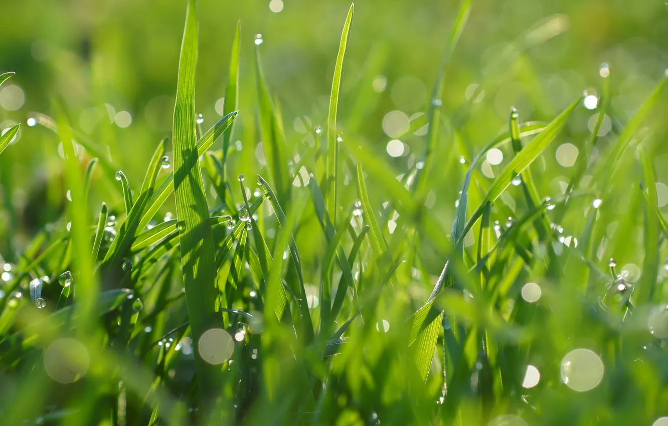 Photo wallpaper grass, drops, green