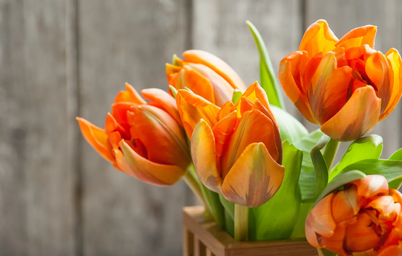 Photo wallpaper flowers, bouquet, tulips, orange