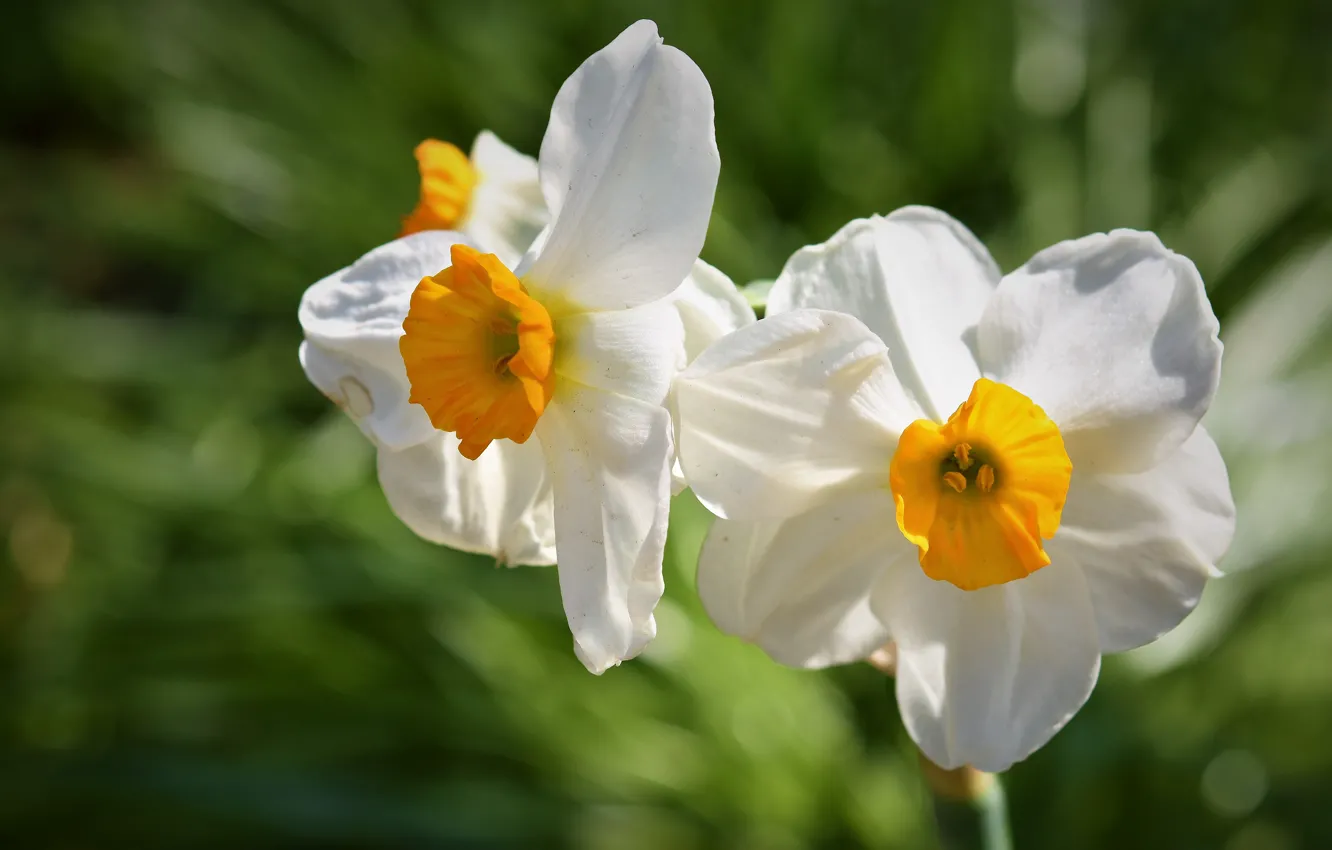Photo wallpaper light, flowers, background, blur, spring, white, daffodils, bokeh