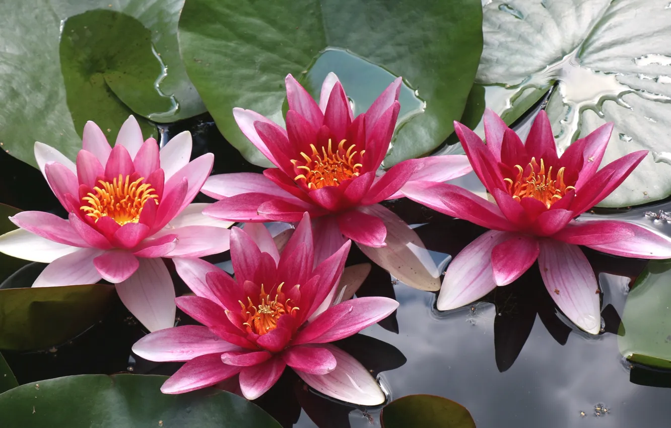 Photo wallpaper water, lake, water lilies