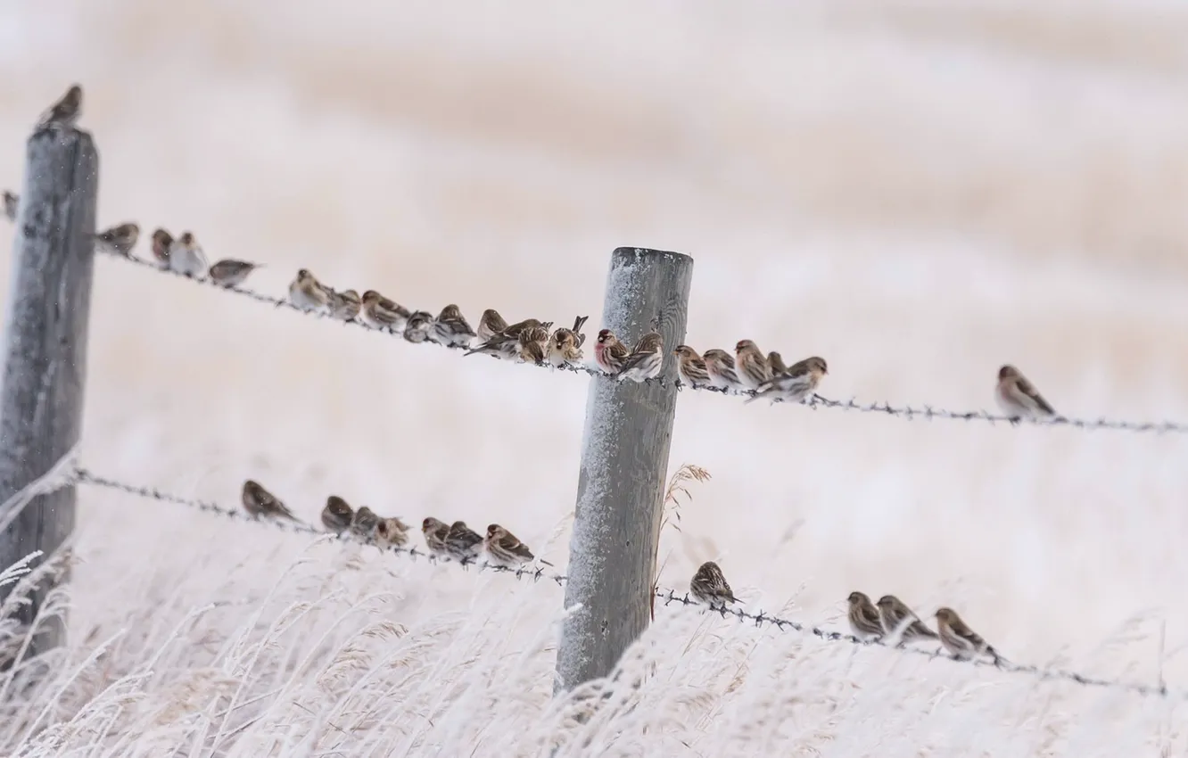 Photo wallpaper nature, bird, the fence