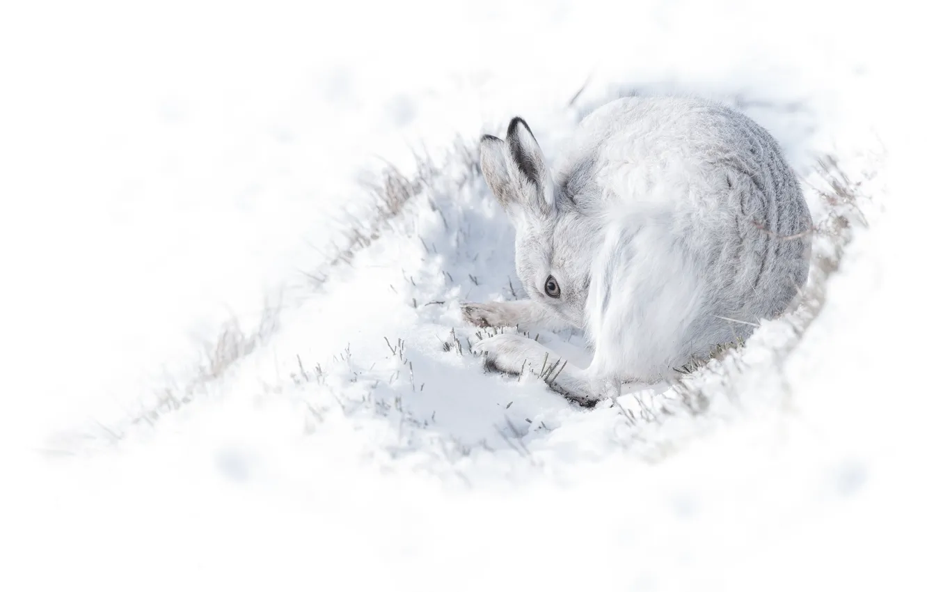 Photo wallpaper winter, white, snow, background, hare, curled up