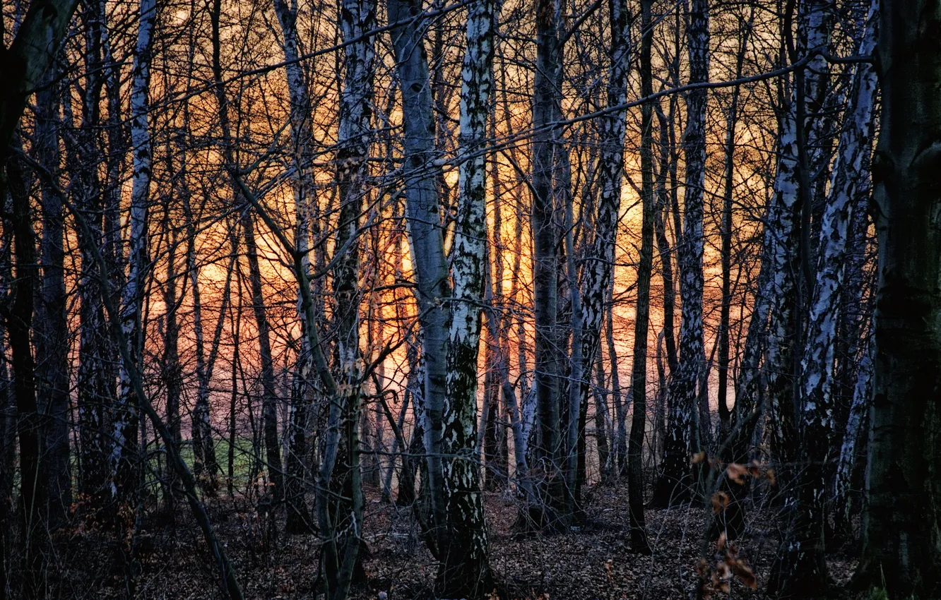 Photo wallpaper sunset, nature, birch