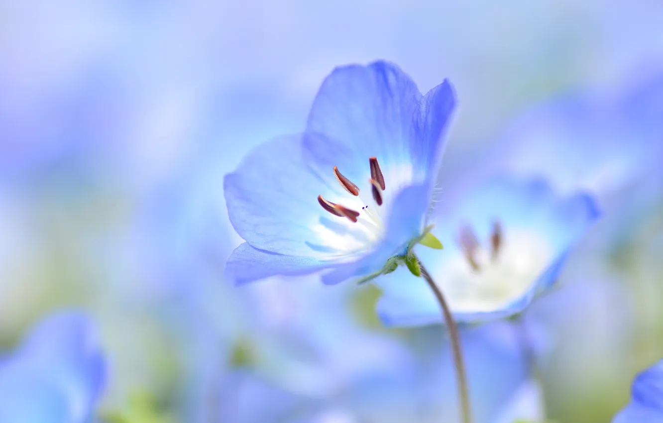 Photo wallpaper flowers, nature, plant, petals