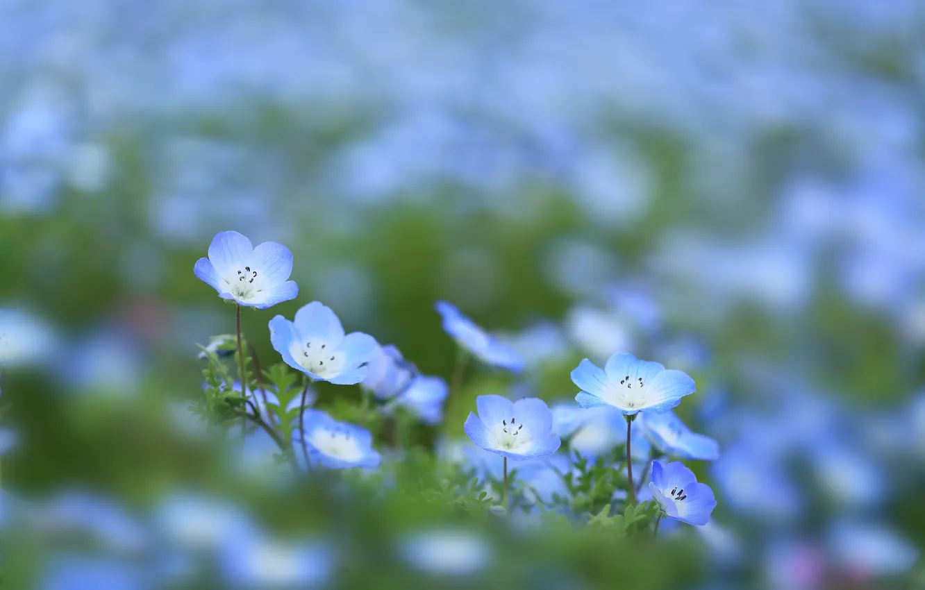 Photo wallpaper flowers, nature, spring