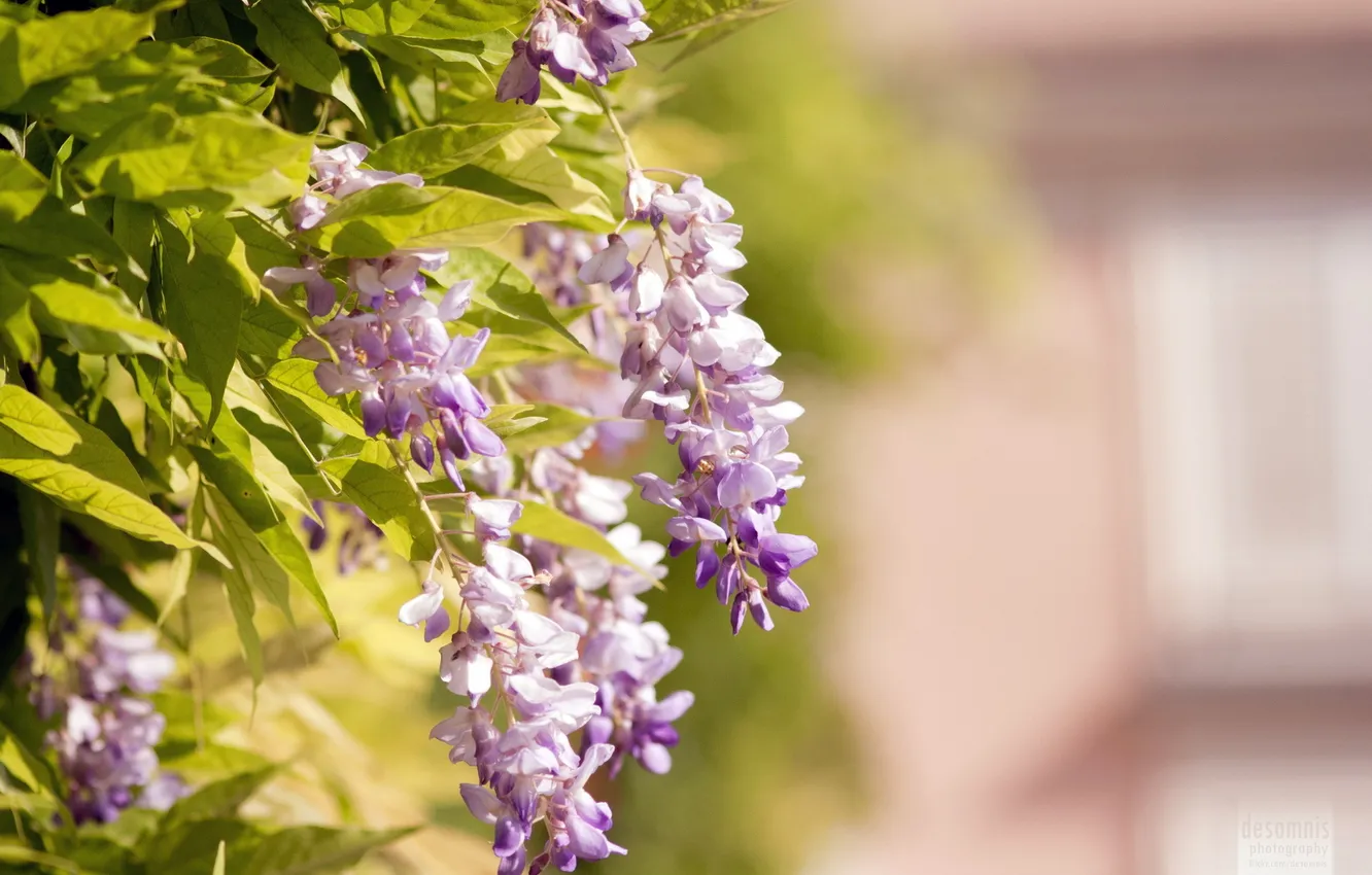 Photo wallpaper flowers, the city, background