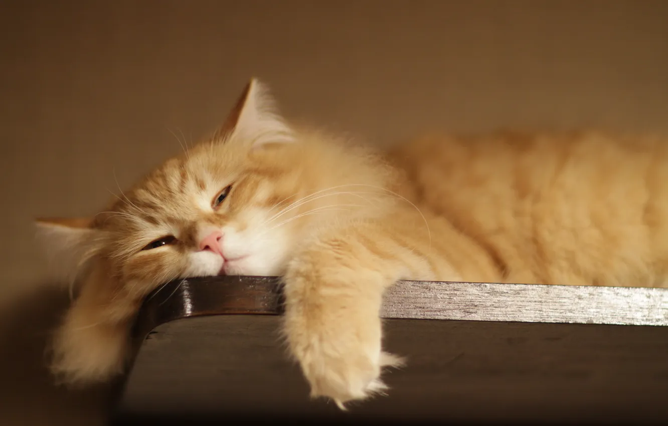 Photo wallpaper red, Fold, baldeet, visor, swung his paw