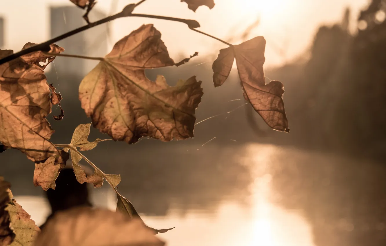 Photo wallpaper autumn, leaves, nature