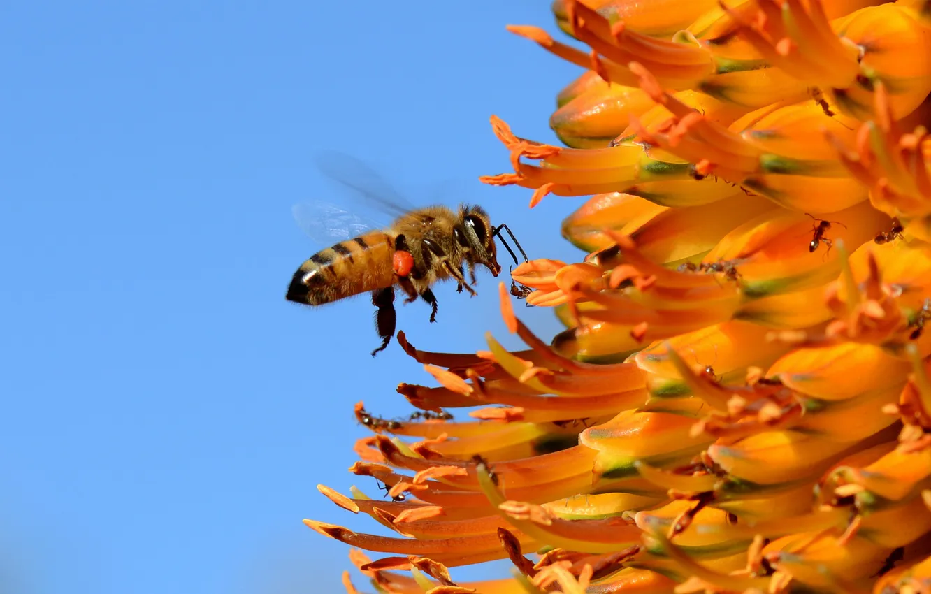 Photo wallpaper flower, the sky, bee, insect