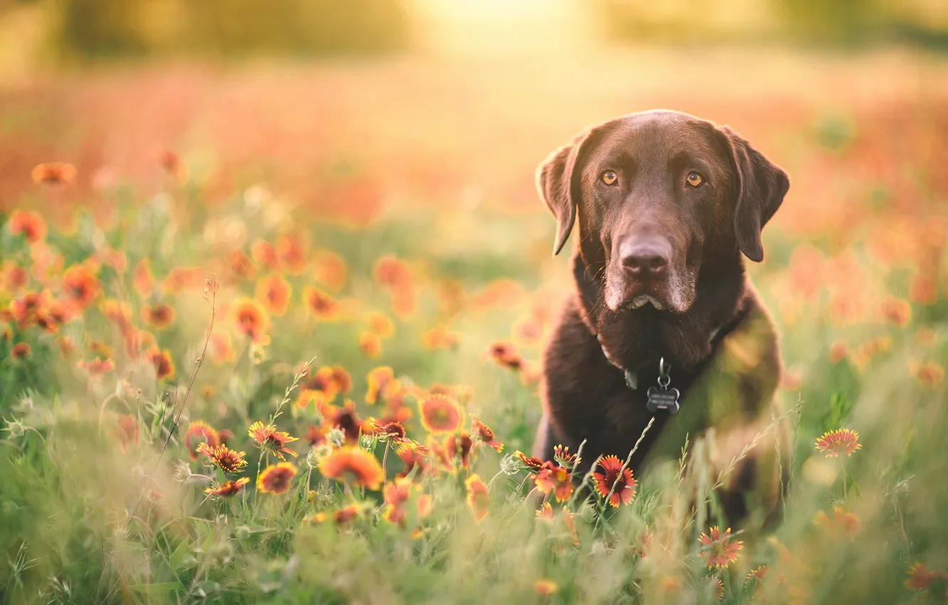 Photo wallpaper look, each, dog, labrador