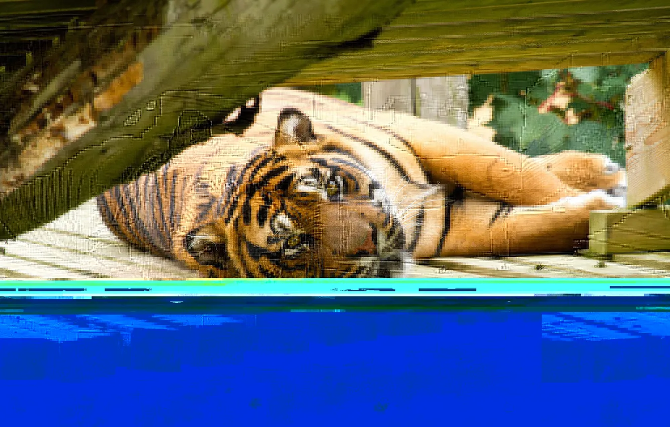 Photo wallpaper cat, look, tiger