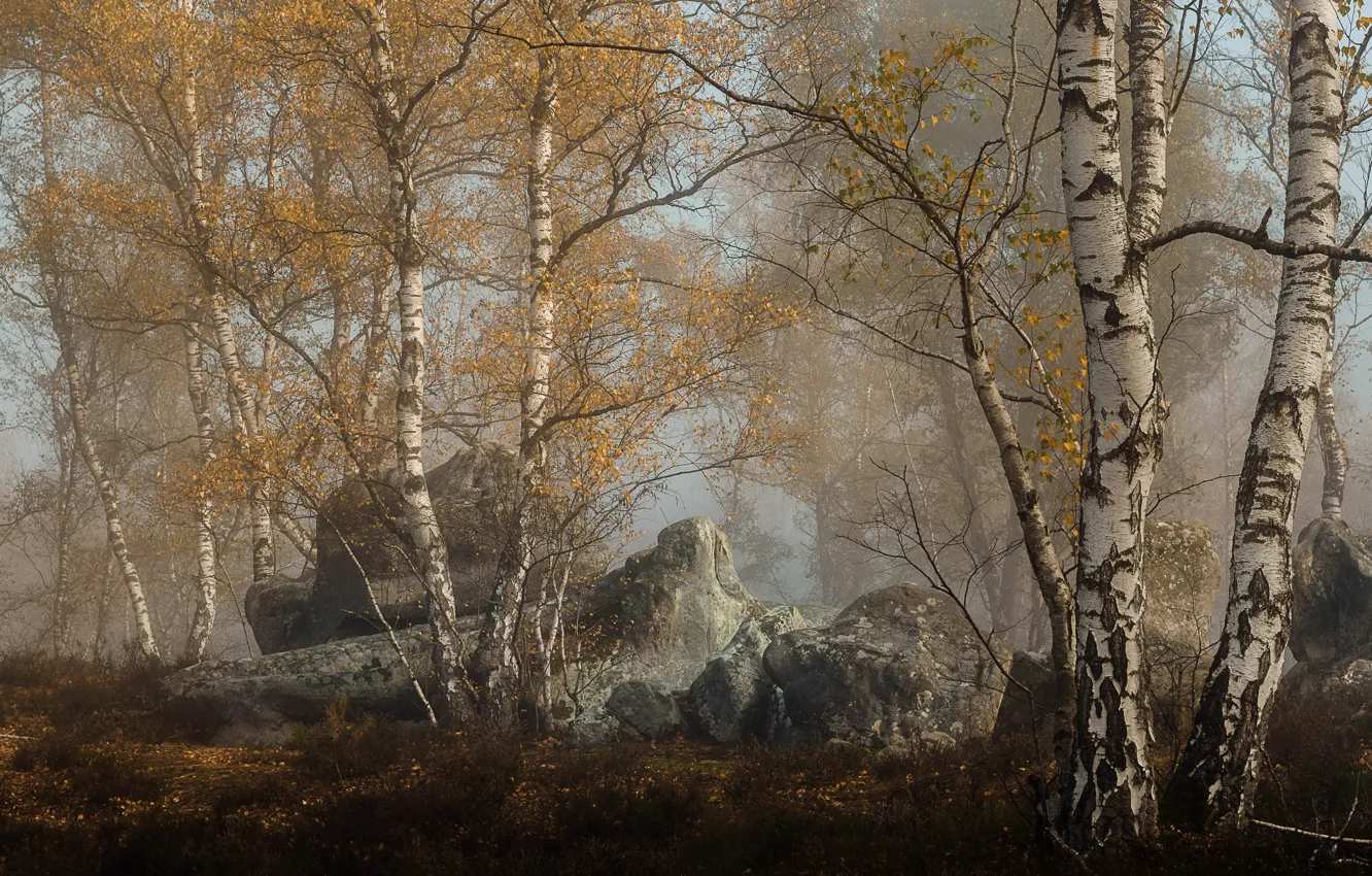 Photo wallpaper autumn, forest, birch