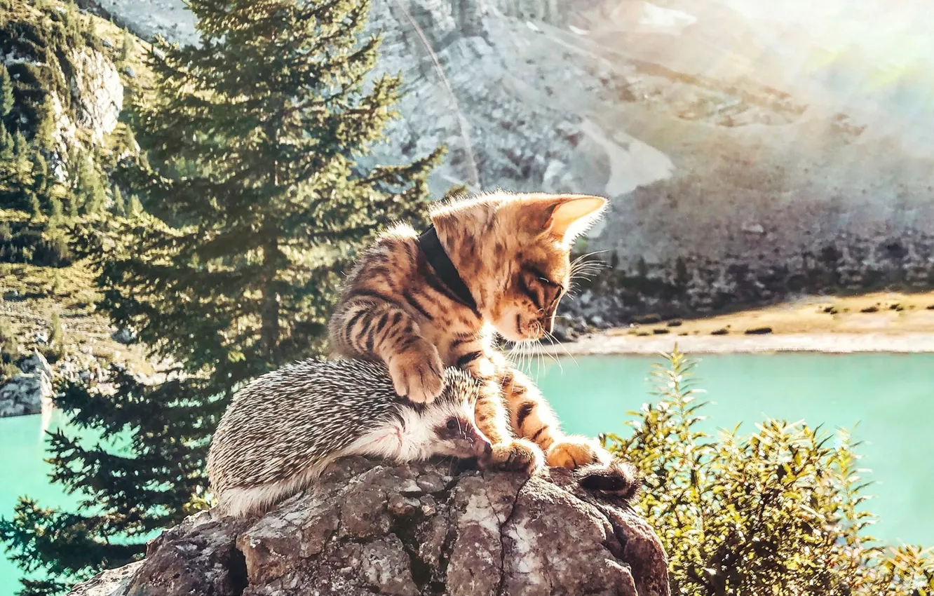 Photo wallpaper nature, by mr. pokee, kitty the hedgehog